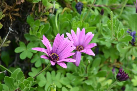 Margherita africana